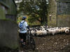 Oz getting friendly with some local females, Narthwaite, Howgills, 16th October 2008