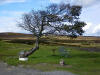 Prevailing wind direction? On The Waskerly Way. 5th October 2009