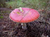 Fly Agaric. Low Wood, Hawnby, 12th October 2009