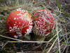 A brace of fly agaric. Low Wood, Hawnby, 12th October 2009