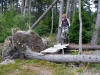 Hamsterley Forest. 23rd September 2009