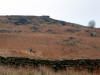 The big push up through the bog