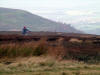 Whorlton Moor