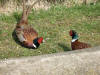 Fighting cocks, Clay Bank car park, 21st April 2008