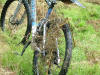 "The vegetation tried to eat my bike" Fangdale Beck brideway 16th August