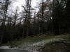 Go Ape, Whinlatter Forest. 4th February 2009