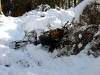 Bereft of handling skills. Silton Woods 9th February 2009