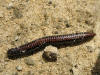 Millipede, 22nd July 2008