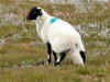 Sheep getting worried, Battersby Moor, 9th July 2008