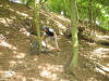 Oz shows us how not to do it. Guisborough Woods, 30th July 2008