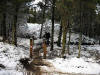 North Loop, Altura Trail, Whinlatter Forest, 4th March 2009