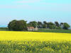 Oilseed rape. 12th May 2008