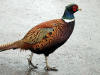 Random Pheasant, 27th November 2007