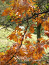 Autumn leaves, 18th October 2007
