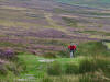 Approaching Guisborough Woods. 3rd September 2008