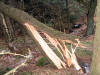 Storm damage