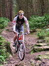 Guisborough Woods