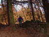 Guisborough Woods