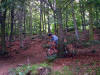 Chris on the last part of The Whoops, Guisborough Woods.