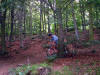 Chris on the last part of The Whoops, Guisborough Woods.