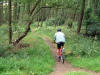 All downhill from here, Guisborough Woods.