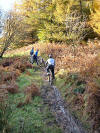 Mill Bank Woods - getting muddier