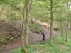 Guisborough Woods