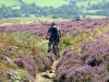 Cold Moor singletrack