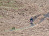 The Cringle Moor singletrack coming from Lordstones