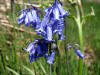 26th May 2009 Bluebells