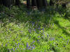 26th May 2009 More bluebells